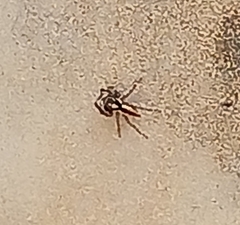 Menemerus bivittatus