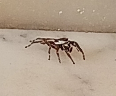 Menemerus bivittatus