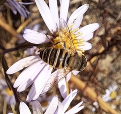 Eristalis cerealis