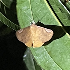 Mazacyla relata