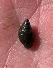 Physa