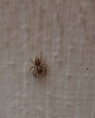 Plexippus paykulli