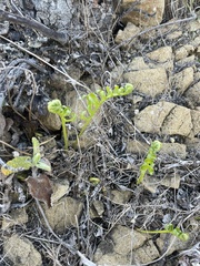 Polypodium californicum