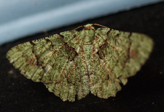Aeolochroma hypochromaria