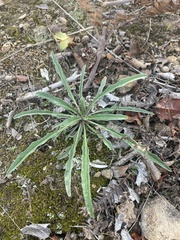 Erysimum franciscanum
