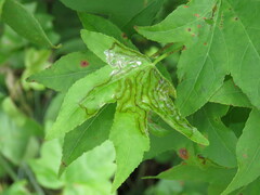 Phyllocnistis liquidambarisella
