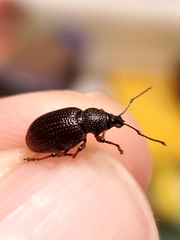 Otiorhynchus cribricollis
