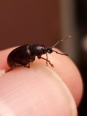 Otiorhynchus cribricollis