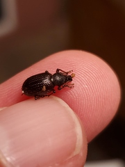 Otiorhynchus cribricollis