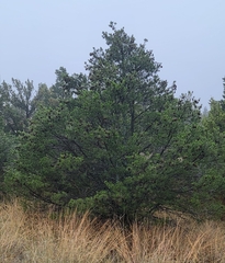 Pinus remota