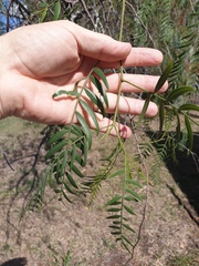 Schinus molle