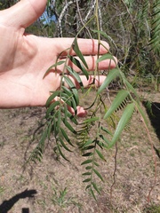 Schinus molle