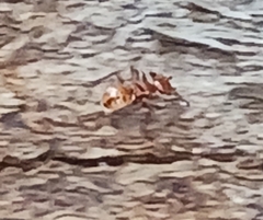 Cephalotes clypeatus