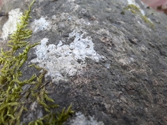 Trapelia placodioides