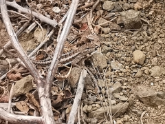 Microlophus occipitalis