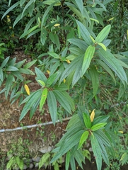 Boehmeria densiflora