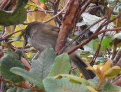 Mecocerculus leucophrys