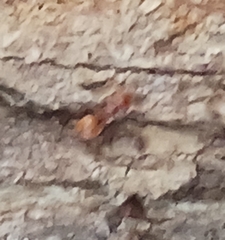 Cephalotes clypeatus