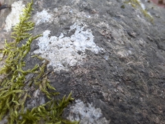 Trapelia placodioides