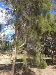 Melaleuca irbyana