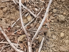 Microlophus occipitalis