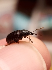 Otiorhynchus cribricollis