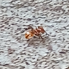 Cephalotes clypeatus