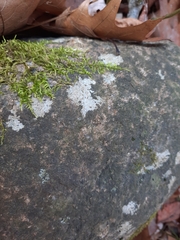 Trapelia placodioides