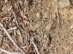 Microlophus occipitalis