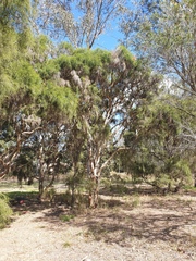 Melaleuca irbyana