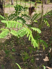 Tipuana tipu