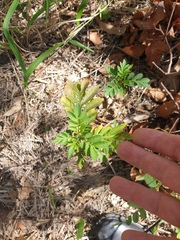 Solanum seaforthianum