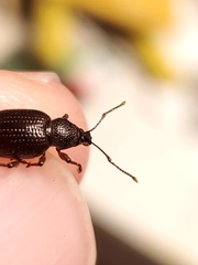 Otiorhynchus cribricollis