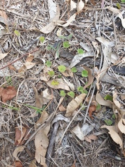 Dichondra repens