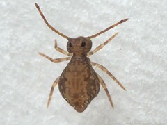 Ptenothrix renateae