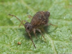 Ptenothrix renateae