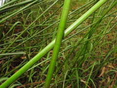 Machaerina articulata