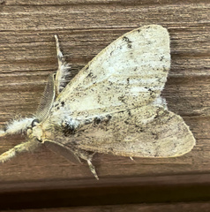 Dasychira vagans