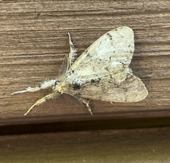 Dasychira vagans