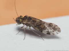 Trichadenotecnum slossonae