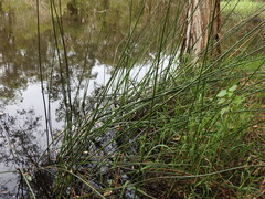 Machaerina articulata