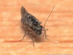 Trichadenotecnum slossonae