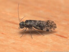 Trichadenotecnum slossonae