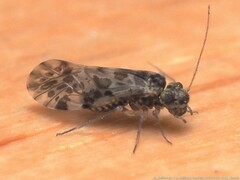 Trichadenotecnum slossonae