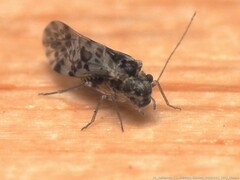 Trichadenotecnum slossonae