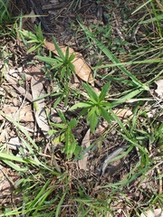 Senecio madagascariensis