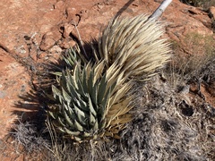 Agave utahensis