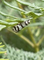 Philobota impletella