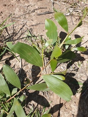 Acacia leiocalyx