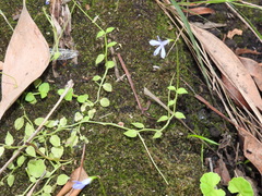 Lobelia quadrangularis